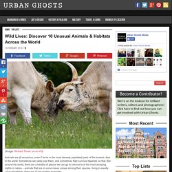 Discover 10 Unusual Animals & Habitats Across the World