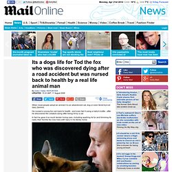 Its a dogs life for Tod the fox who was discovered dying after a road accident but was nursed back to health by a real life animal man