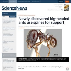 Newly discovered big-headed ants use spines for support