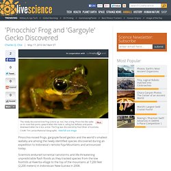 'Pinocchio' Frog and 'Gargoyle' Gecko Discovered