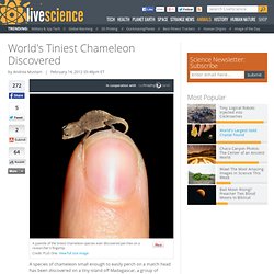 World's Tiniest Chameleon Discovered