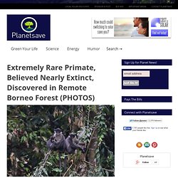 Extremely Rare Primate, Believed Nearly Extinct, Discovered in Remote Borneo Forest