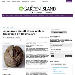 Large-scale die-off of sea urchins discovered off Kaumakani - Thegardenisland.com: Local