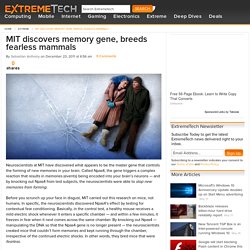MIT discovers memory gene, breeds fearless mammals
