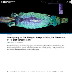 The Mystery of The Platypus Deepens With The Discovery of Its Biofluorescent Fur