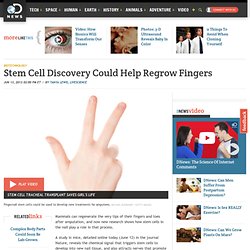 Stem Cell Discovery Could Help Regrow Fingers