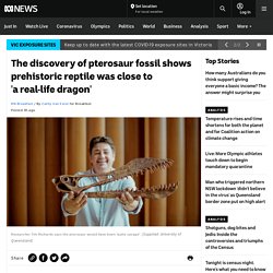 The discovery of pterosaur fossil shows prehistoric reptile was close to 'a real-life dragon'