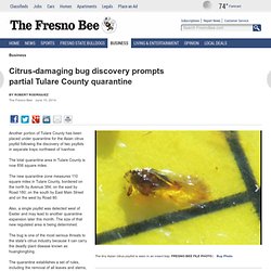 Citrus-damaging bug discovery prompts partial Tulare County quarantine