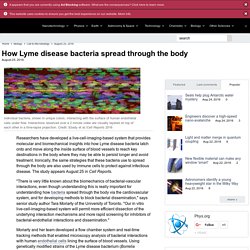 PHYSORG 25/08/16 How Lyme disease bacteria spread through the body
