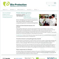 BIO-PROTECTION_ORG_NZ - We are identifying and characterising bacteria that cause diseases of potato using comparative genomics and functional genetics.