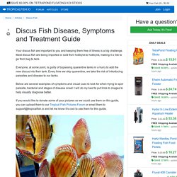 Discus Fish Disease, Symptoms and Treatment Guide