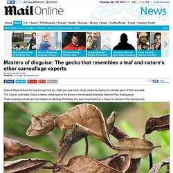 Masters of disguise: The gecko that resembles a leaf and nature's other camouflage experts