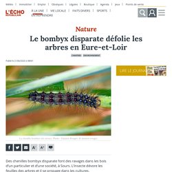 L ECHO REPUBLICAIN 21/06/20 Le bombyx disparate défolie les arbres en Eure-et-Loir