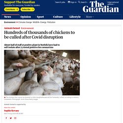 THE GUARDIAN 31/08/20 Hundreds of thousands of chickens to be culled after Covid disruption About half of staff at poultry plant in Norfolk have had to self-isolate after 75 tested positive for coronavirus