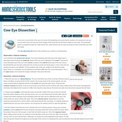 Cow Eye Dissection Guide with Pictures