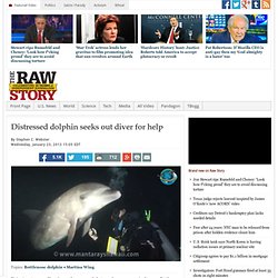 Distressed dolphin seeks out diver for help