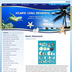 Importer, Distributor and Wholesaler of Seashells