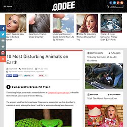 10 Most Disturbing Animals on Earth - Oddee.com (horrible animals, disturbing animals...)