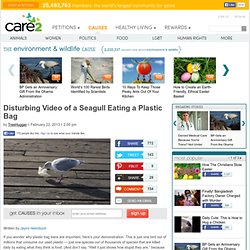 Disturbing Video of a Seagull Eating a Plastic Bag
