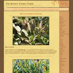 Distylium Shrubs Georgia Evergreen Bushes Kinsey Family Farm