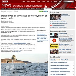Deep dives of devil rays solve 'mystery' of warm brain
