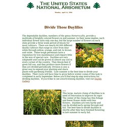 Dividing Daylilies