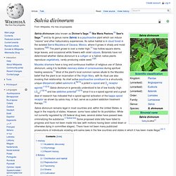 Salvia divinorum