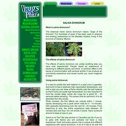 Salvia divinorum marijuana mushrooms herbal ecstasy cannabis wee