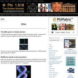 DNA and Phi, the Golden Ratio, in the dimensions of its spirals