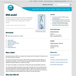 DNA model