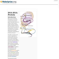 DNA-RNA-Protein