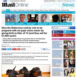 Gina the Doberman said by vets to be pregnant with six pups stuns owner by giving birth to litter of 13 (and they sell for £1,000 each!)