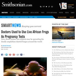 Doctors Used to Use Live African Frogs As Pregnancy Tests
