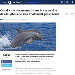 Canal + : le documentaire sur la vie secrète des dauphins ne sera finalement pas censuré