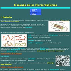 El mundo de los microorganismos