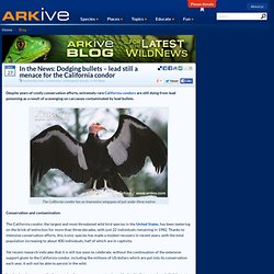 In the News: Dodging bullets – lead still a menace for the California condor