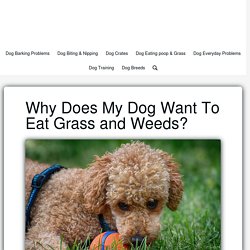 Why Does My Dog Want To Eat Grass and Weeds? – Happy and Healthy Dogs