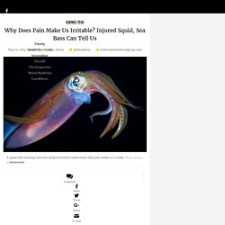 Why Does Pain Make Us Irritable? Injured Squid, Sea Bass Can Tell Us