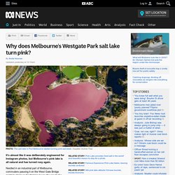 Why does Melbourne's Westgate Park salt lake turn pink?