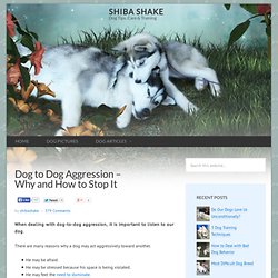 Dog to Dog Aggression – Why and How to Stop It