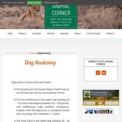 Dog Anatomy at Animal Corner
