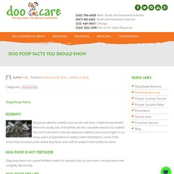Dog Poop Facts You Should Know