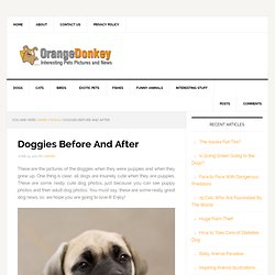 Orange Donkey – Doggies Before And After