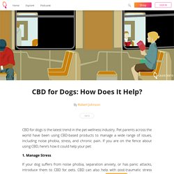 CBD for Dogs: How Does It Help?