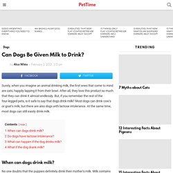 Can Dogs Be Given Milk to Drink? - PetTime