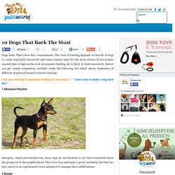 10 Dogs That Bark The Most