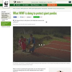 What WWF is doing to protect giant pandas