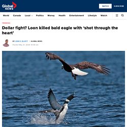 Dollar fight? Loon killed bald eagle with ‘shot through the heart’