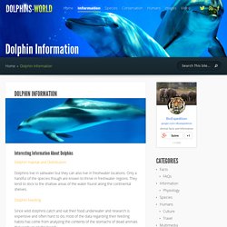 Dolphin Information - Dolphin Facts and Information
