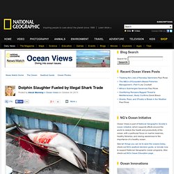 Dolphin Slaughter Fueled by Illegal Shark Trade